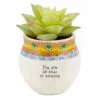 Natural Life Faux Succulent All Kinds Of Amazing Mini Planter, 2"